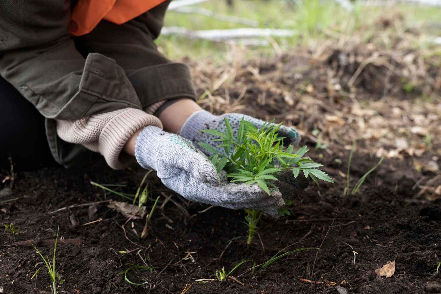 Professional Tree Service in Gurdon, AR